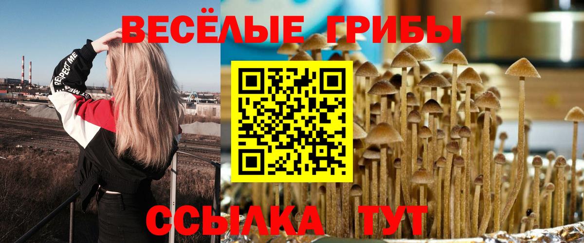 Галлюциногенные грибы Psilocybe Зима
